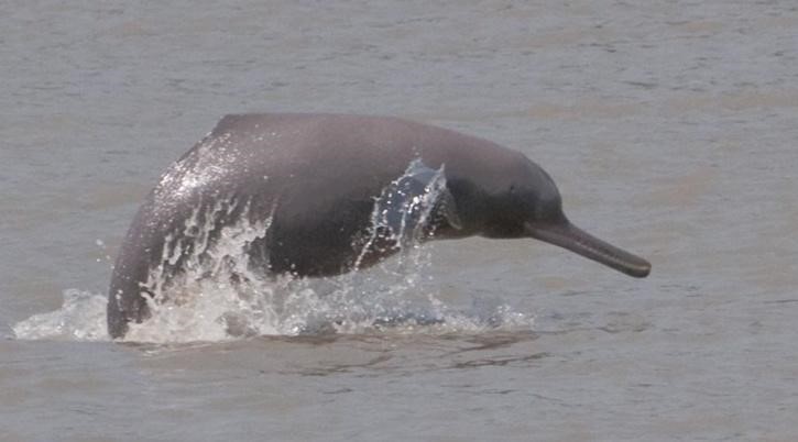 Dolphins Have Reportedly Made A Comeback To Kolkata After 3 Decades