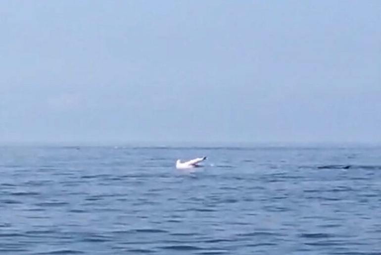 VIDEO: Rare Dolphin Spotted Off Fujairah Coast
