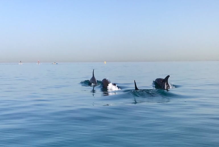 In Pictures: Lack Of Human Activity Brings Rare Dolphins Closer To Dubai Coast Line