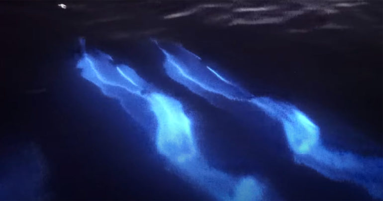 ‘Glowing’ Dolphins Swim In California’s Bioluminescent Waters