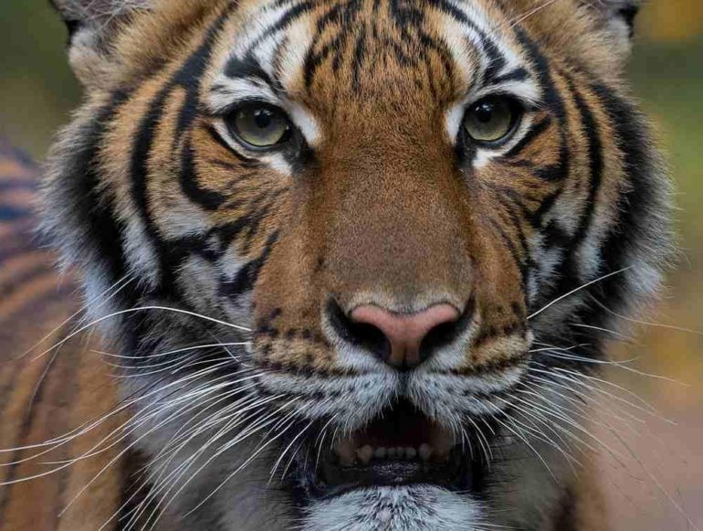 Tiger At NYC’s Bronx Zoo Tests Positive For Coronavirus; Considered To Be A First