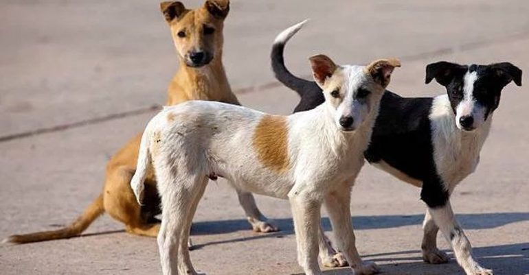 Odisha Govt Sanctions ₹ 54 Lakhs To Feed Stray Animals Amid Lockdown