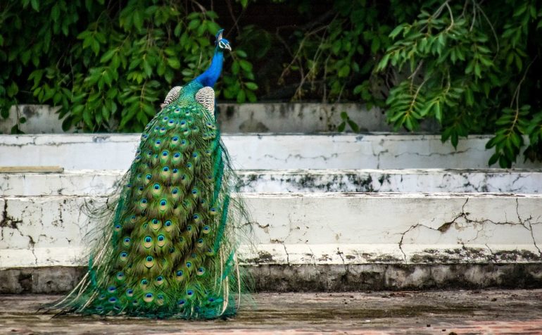 Peacocks Spotted Strutting Around In Posh South Mumbai Colony