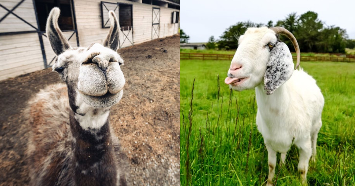 This Farm Near San Francisco Is Letting You Do Video Calls With Animals Like Llamas And Turkey