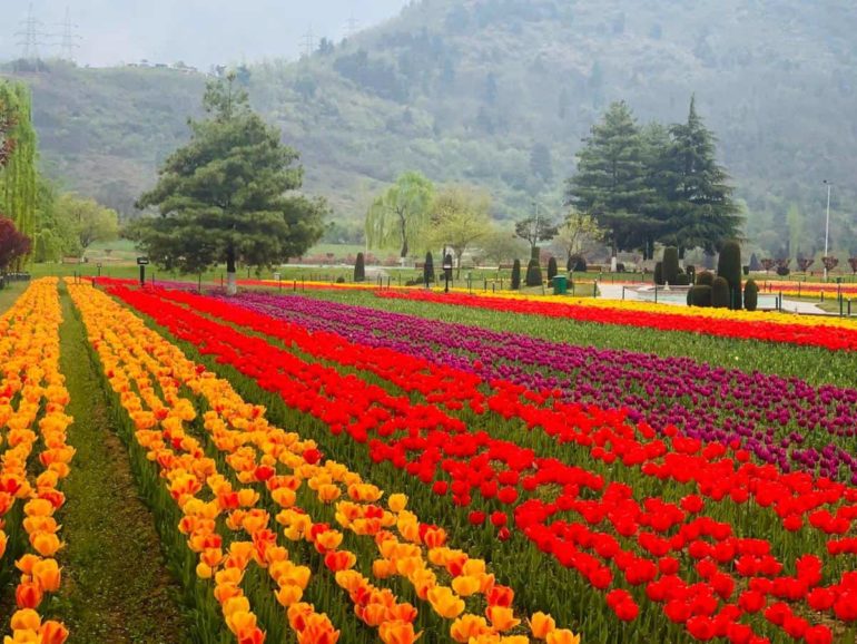 Asia's Largest Tulip Garden In Kashmir Is In Full Bloom And The
