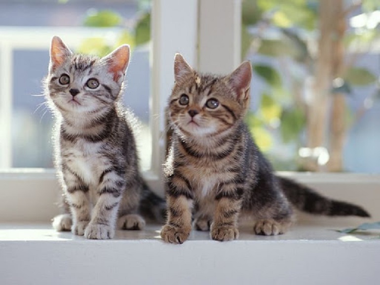 Two Cats In New York Test Positive For COVID-19; Become First Pets In The US To Be Infected