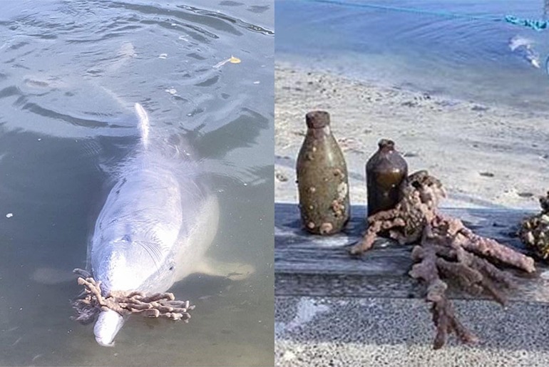 Adorable Humpback Dolphin Brings Gifts For Humans