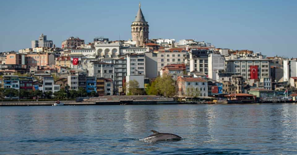 Unique Dolphins Spotted In Istanbul’s Bosporus Strait!