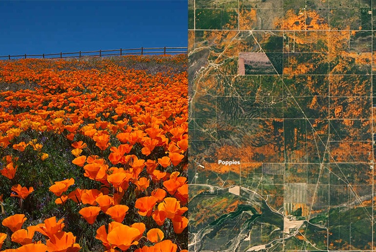 California's Orange Poppy Bloom seen from space NASA