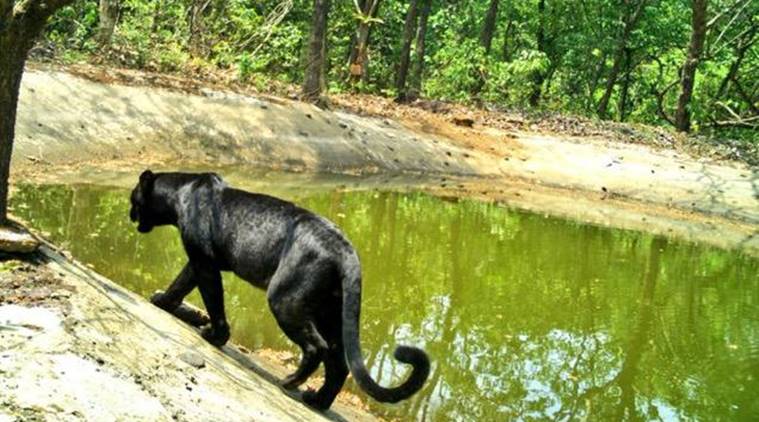 black panther goa sanctuary