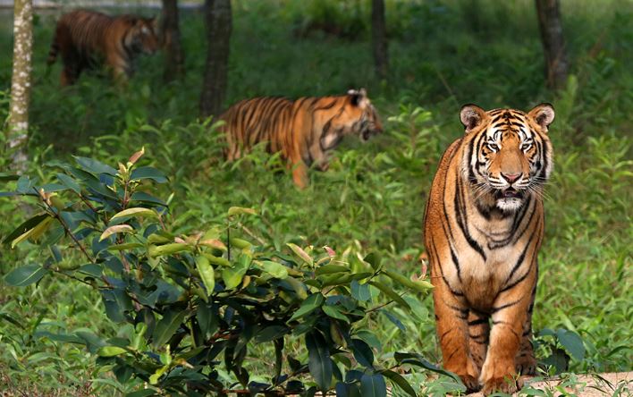 India Has Lost 750 Tigers Over The Past 8 Years