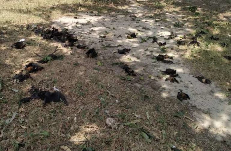 dead bats in bihar