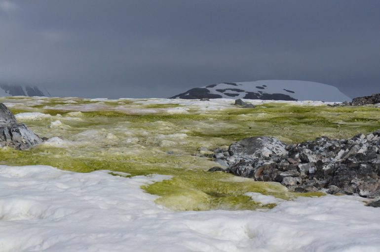 Antarctica’s Snow Is Turning Green, All Thanks To Climate Change!
