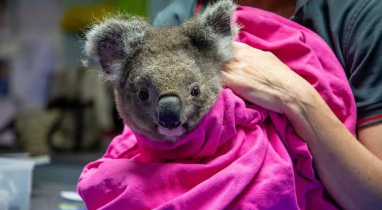 Koalas Are Finally Returning To The Wild After The Ravaging Australian Bushfires