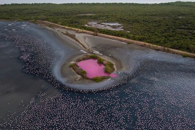 Part of Navi Mumbai’s Talawe Wetland Turns Into A Gorgeous Shade Of Pink!