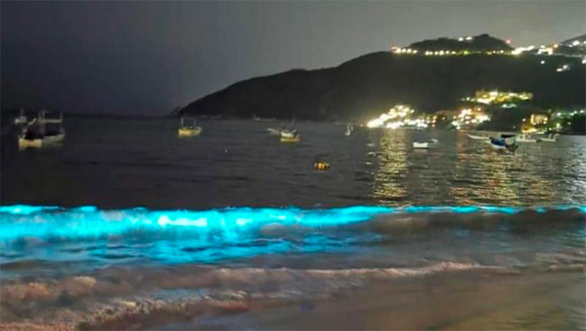 Mexico Beach Glows Up With Neon Blue Waves