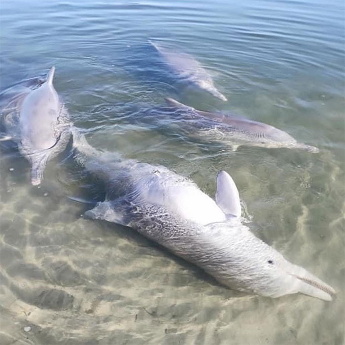 Adorable Humpback Dolphin Brings Gifts For Humans