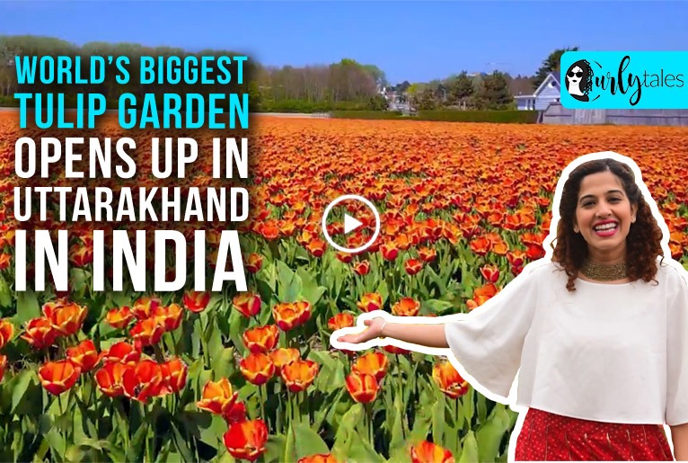 World’s Biggest Tulip Garden Opens Up In Uttarakhand In India
