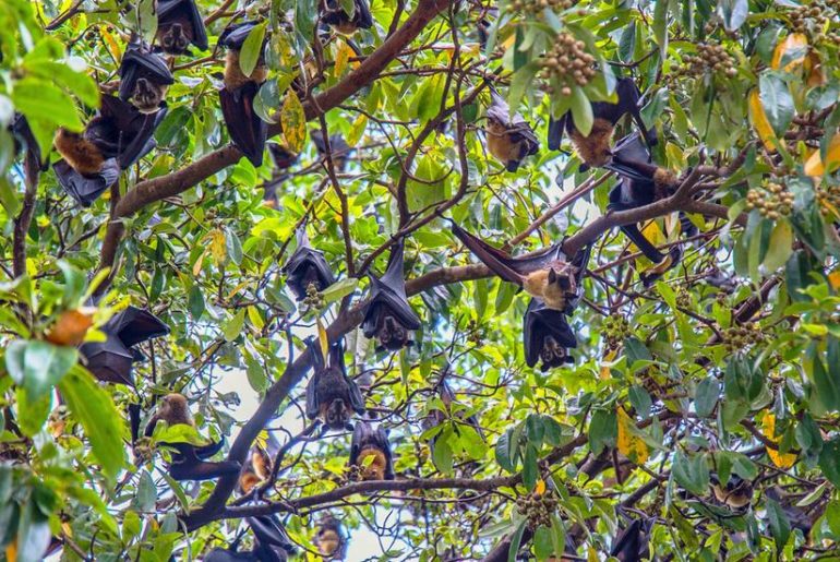 bats dead in bihar