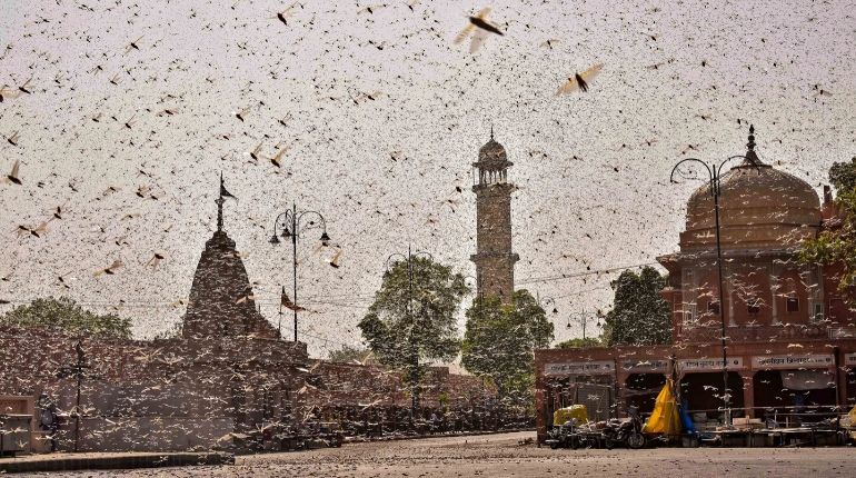 Swarms Of Locusts Attack 6 Indian States; Delhi & Mathura On HIGH ALERT