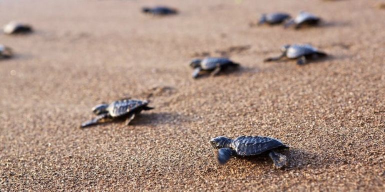 Olive Ridley Turtle Goa beach