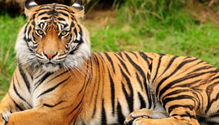 Tiger Population In The Sunderbans Increases From 88 To 96; Sightings Double Too