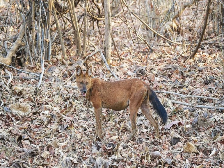 Rare Whistling Dogs Spotted In Gujarat After 50 Years