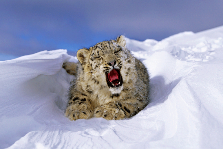 Rare Snow Leopard