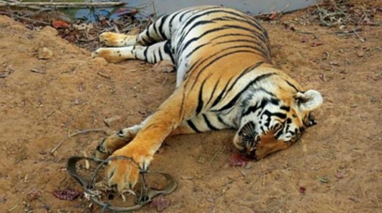 tiger deaths