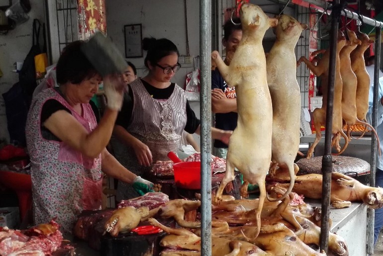 china dog meat fair