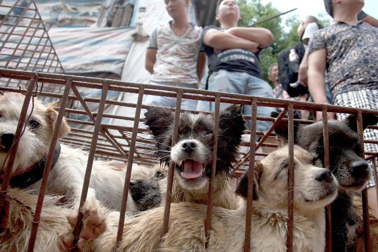 china dog meat fair
