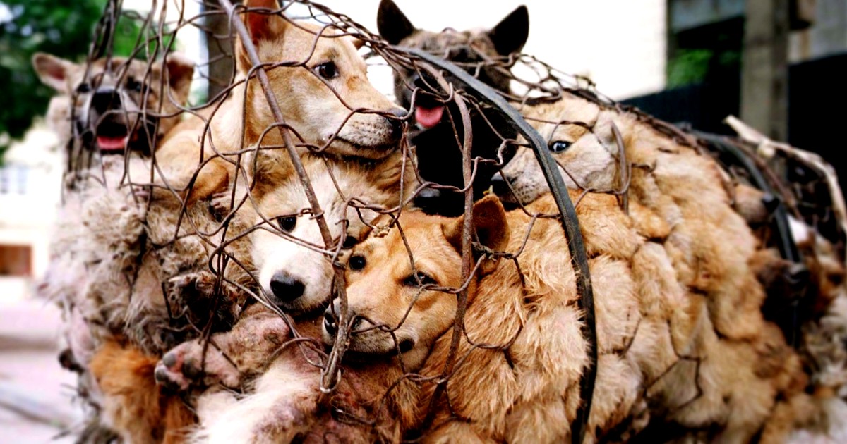 China’s Annual Dog-Meat Fair Begins Despite COVID-19 Scare