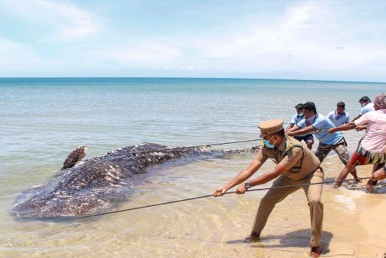 18 feet whale tamil nadu beach