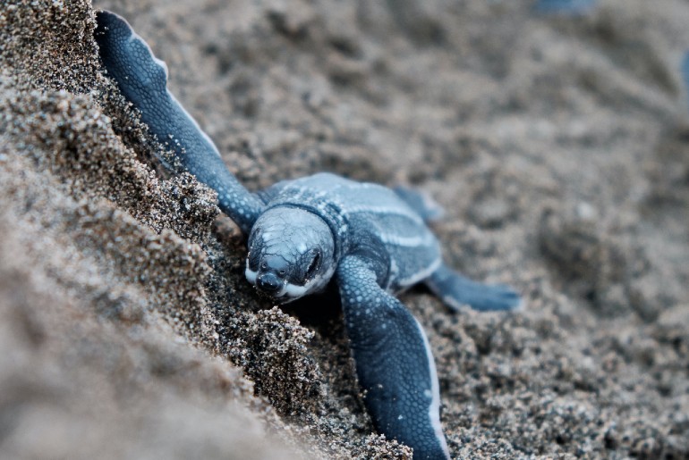 olive ridley hatchlings odisha beach