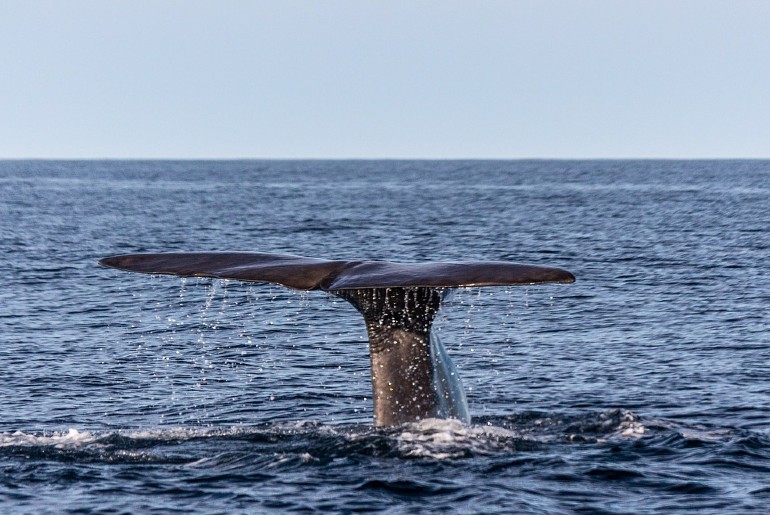 18 feet whale tamil nadu beach