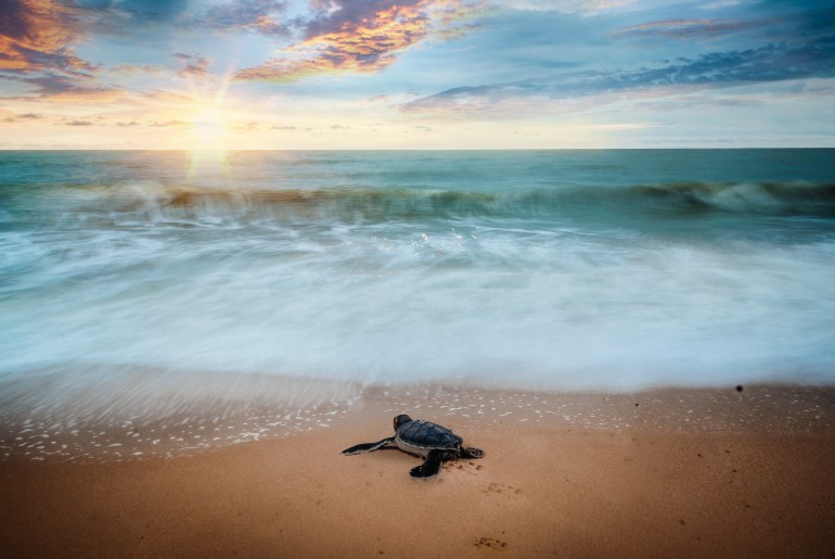 olive ridley hatchlings odisha beach