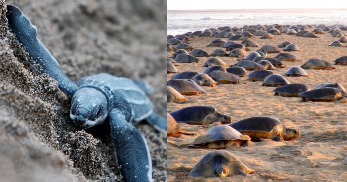 Over 2 Crore Olive Ridley Hatchlings Crawl Into Sea At Odisha Beach