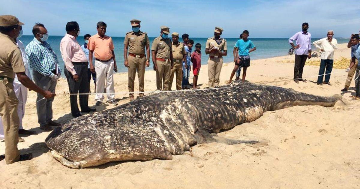 18-Feet Whale Washed Ashore On Tamil Nadu Beach