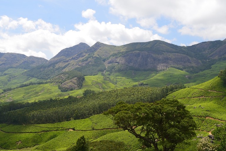 Munnar tea plantations