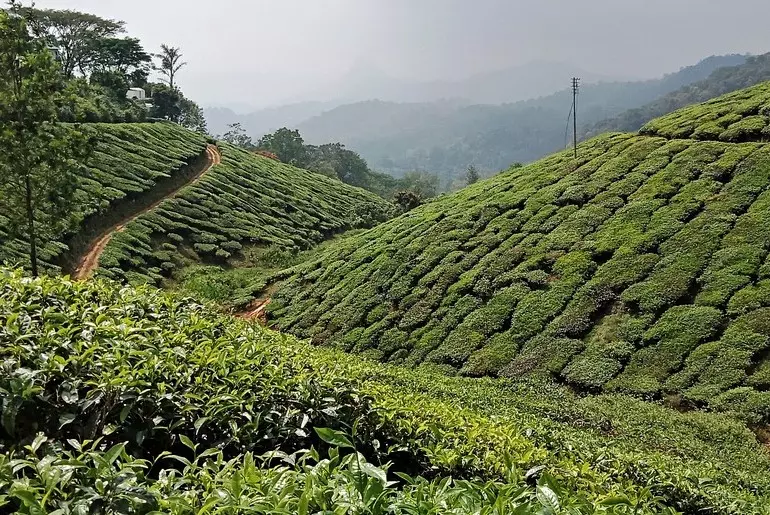 Munnar tea plantations