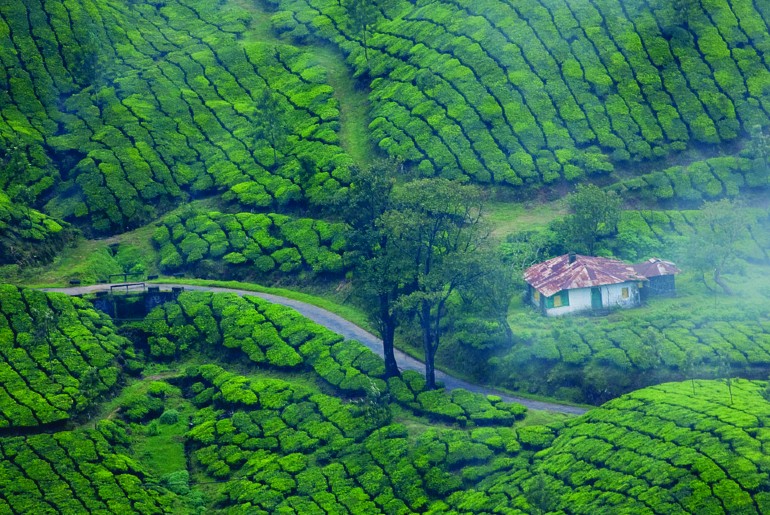 Munnar tea plantations