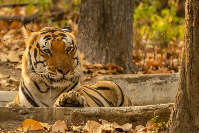 Madhya Pradesh National Parks reopen