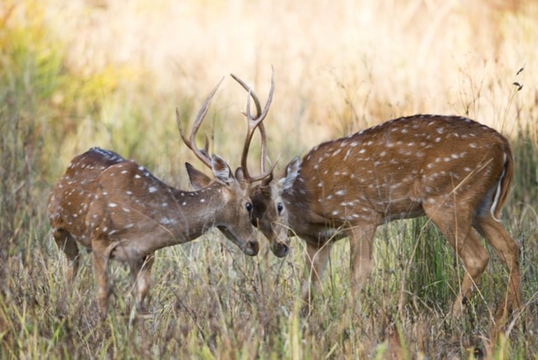 Madhya Pradesh National Parks reopen