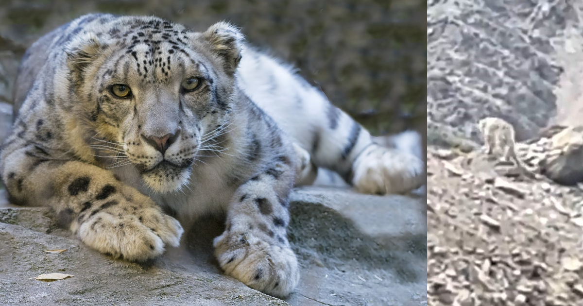 Rare Snow Leopard Sighted In Uttarakhand