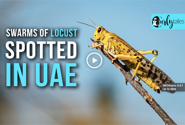Video: Swarms Of Locusts Spotted In UAE