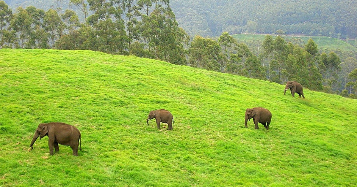 Elephants Spotted In Middle Himalayas Of Uttarakhand