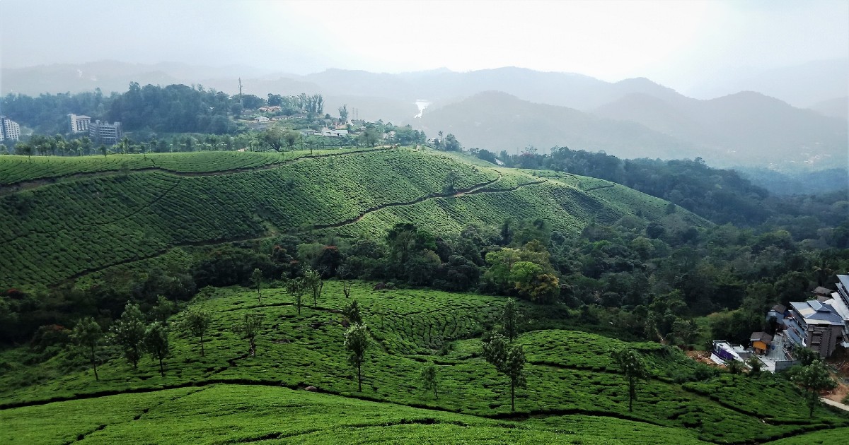 Choose Munnar’s Tea Plantations Over Malaysia’s BOH Tea Plantations