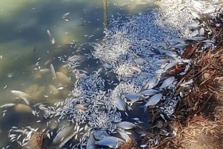 Hundreds Of Fish Die In Jodhpur Pond Due To Water Scarcity