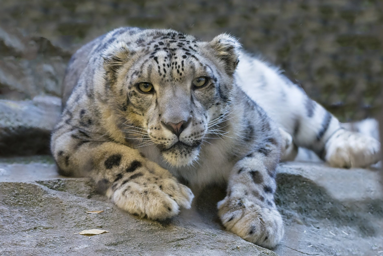 Rare Snow Leopard