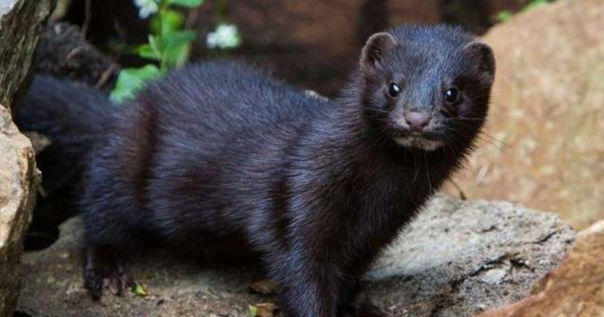 Spain To Kill Over 90,000 Mink After 87% Of Them Test Positive For Coronavirus 
